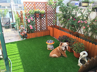 Gazon synthétique pour animaux